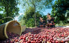 "Đại gia" Gia Lai muốn vượt bầu Đức, trồng 24.000ha cà phê lớn nhất thế giới là ai?