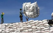 Giá lúa gạo tiếp đà tăng, gạo thơm chạm ngưỡng 500 USD/tấn