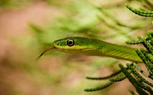 10 loại cây vô tình "gọi" rắn tới nhà