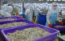 Từng được kỳ vọng lãi gấp đôi 'sau 1 đêm', đại gia tôm Việt Nam 'nhịn' lãi, quyết không hoàn nhập dự phòng giữa đòn bão thuế của Mỹ