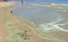 Hình ảnh biển Bãi Sau Vũng Tàu chuyển màu "xanh như matcha", du khách lo ngại