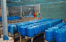 Sản xuất 510 tấn giá đỗ bằng chất độc 6-Benzylaminopurine bán cho người dân