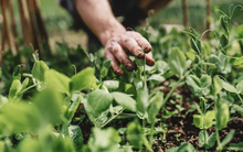 5 loại rau dễ sống, năng suất cao nên trồng ngay bây giờ