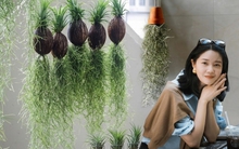 Thú chơi "cây không khí" giải nhiệt mùa hè: Không đất, không rễ vẫn sống xanh mướt, làm thoáng không gian nhà bạn!