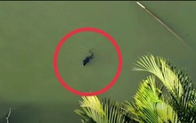 Người dân báo thấy sinh vật giống cá sấu giữa đầm lầy ở TP.HCM, chuyên gia nhìn kỹ liền nói: Đây là loài trong Sách đỏ