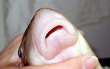 Thứ đặc sản "ngũ quý hà thủy" xưa dùng để tiến vua nay ví như một vị thuốc, đi chợ thấy đừng bỏ qua