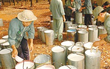Cao su Đồng Phú: Giá cao su tăng nhẹ, 8 tháng lãi gộp 254 tỷ đồng