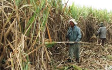 54,06% vốn cổ phần của Đường Ninh Hòa đã nằm trong tay Thành Thành Công