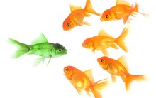 [Chứng khoán 10/12] VN-Index kiểm tra thành công ngưỡng 555