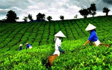 GDP thành phố Hà Nội năm 2014 tăng 8,8% so với cùng kỳ năm trước