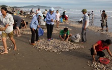 EU ngừng nhập một số loại sò điệp, sò lông từ Việt Nam