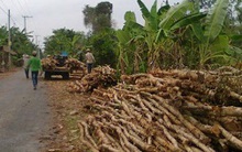 “Lênh đênh” giá tràm