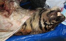 Cao hổ cốt làm từ thuốc phiện và xương chó