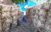 Lệnh cấm thu mua lá xoài gây nhiều tranh cãi