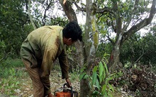 Tiềm ẩn nhiều rủi ro khi nông dân tự ý thay đổi giống cây trồng