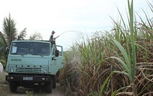 Thu bạc tỷ nhờ mía cao sản