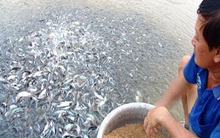 Cá tra giống tồn đọng khiến cho người nuôi gặp khó