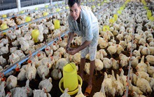 Gà rẻ hơn bầu, bí, đậu côve