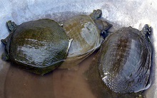 Ba ba “sốt” giá, người dân vẫn thờ ơ