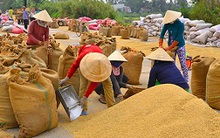 Chưa ngã ngũ chuyện “nhạc trưởng” tạm trữ gạo