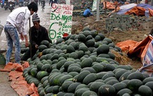 Dưa hấu bán 1.000 đồng/kg - Nông dân đắng lòng