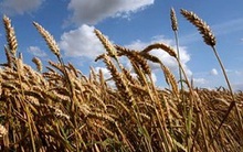 Nhiều nhà nhập khẩu châu Á ngừng mua lúa mỳ Mỹ