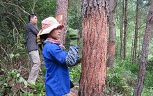 Nhựa thông có giá