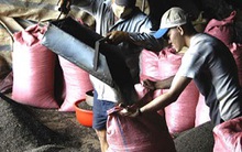 Cấm DN FDI thu mua nông sản: Chắc gì nông dân lợi!