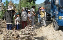 "Cơn lốc" thu mua hom sắn ở Phú Yên