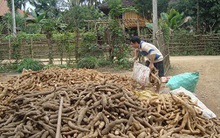 Giải cứu người trồng sắn