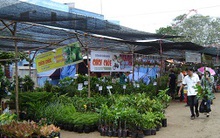 Cây giống “cháy hàng”