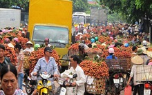 Phần lớn vải thiều ở Hà Nội chỉ là vải loại 3