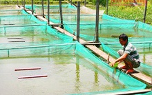 Khá lên nhờ ương nuôi cá lóc giống