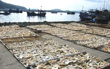 Thâm nhập "góc khuất" trong chế biến hải sản khô