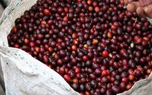 Giá rớt, xuất khẩu giảm, ngành cà phê kiến nghị mua tạm trữ
