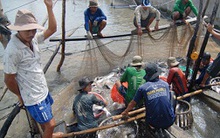 Giá cá tra rớt đáy: Người nuôi rục rịch bỏ nghề