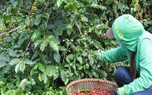 Vùng cà phê “ngon nhất thế giới” dính nạn sâu đục thân