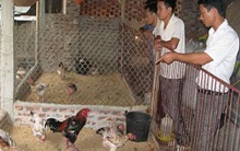 Gà Đông Tảo lên cơn "sốt"
