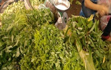 Nông dân kể phun thuốc trừ sâu, kích thích rau ngót