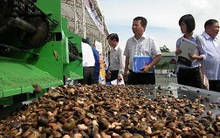 Hàng loạt doanh nghiệp nhập khẩu điều bị lừa!