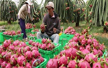 Đi tìm "siêu trái cây" Việt Nam để làm giàu