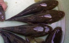 Cá bống tượng, cá chình rớt giá, nông dân lao đao