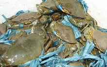 Giá cua biển thương phẩm giảm mạnh