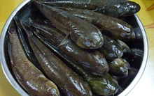 Cá bớp rớt giá, khó tiêu thụ