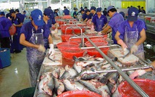 Làm gì để giải cứu cá tra?