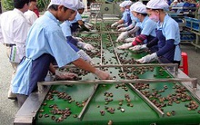 Giao dịch nhân điều sôi động