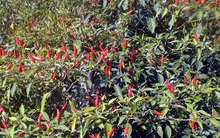 Ớt bất ngờ tuột giá mạnh