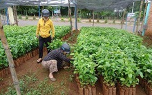 “Cò” bán cây giống náo loạn Tây Nguyên