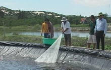 Khánh Hòa: Bội thu tôm chân trắng nuôi theo công nghệ cao