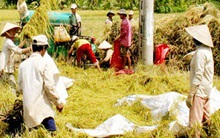 Cẩn thận với chất biến đổi gen